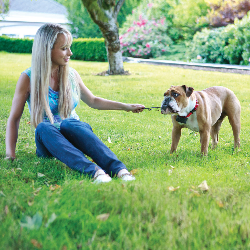 PIG00-10777 PetSafe® Stubborn Dog In-Ground Fence™ Photo 1
